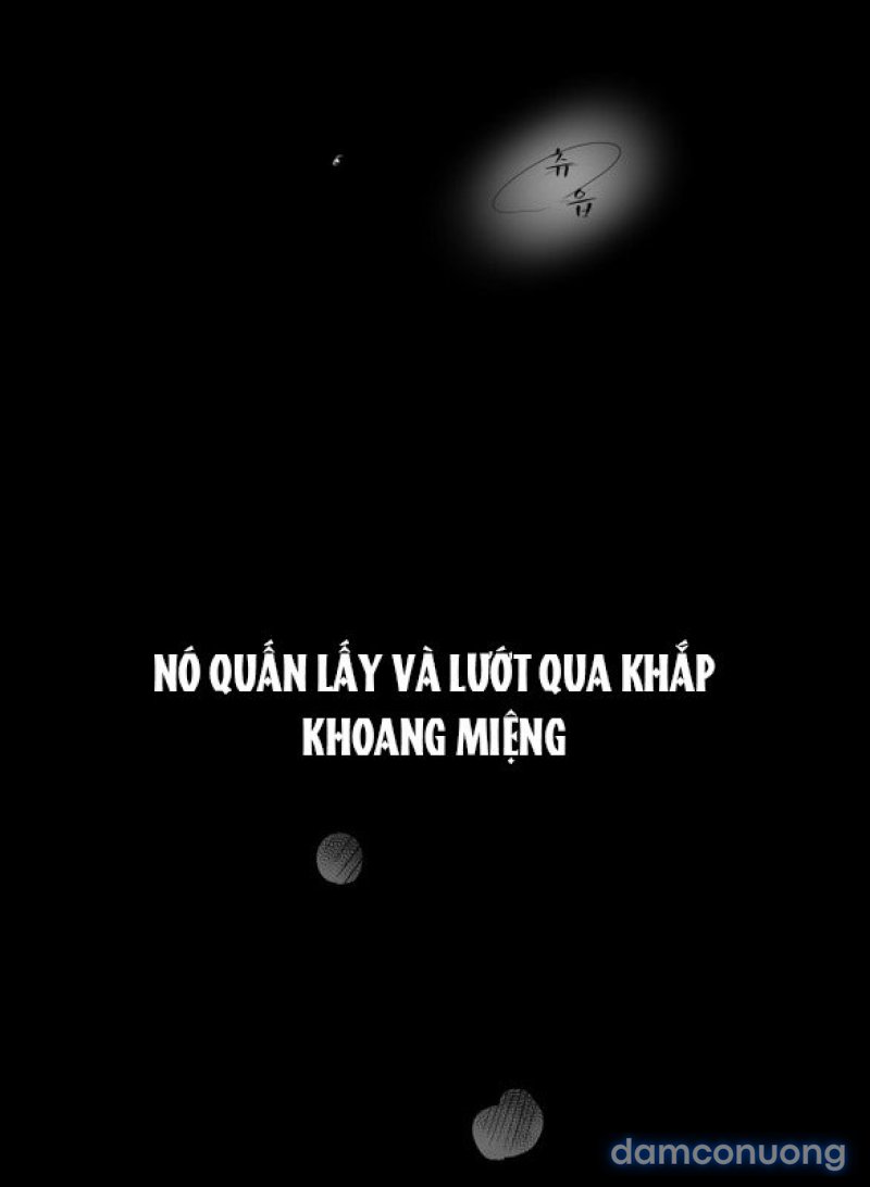 Chuyến Đi Đêm Cùng Nhà Vua 
