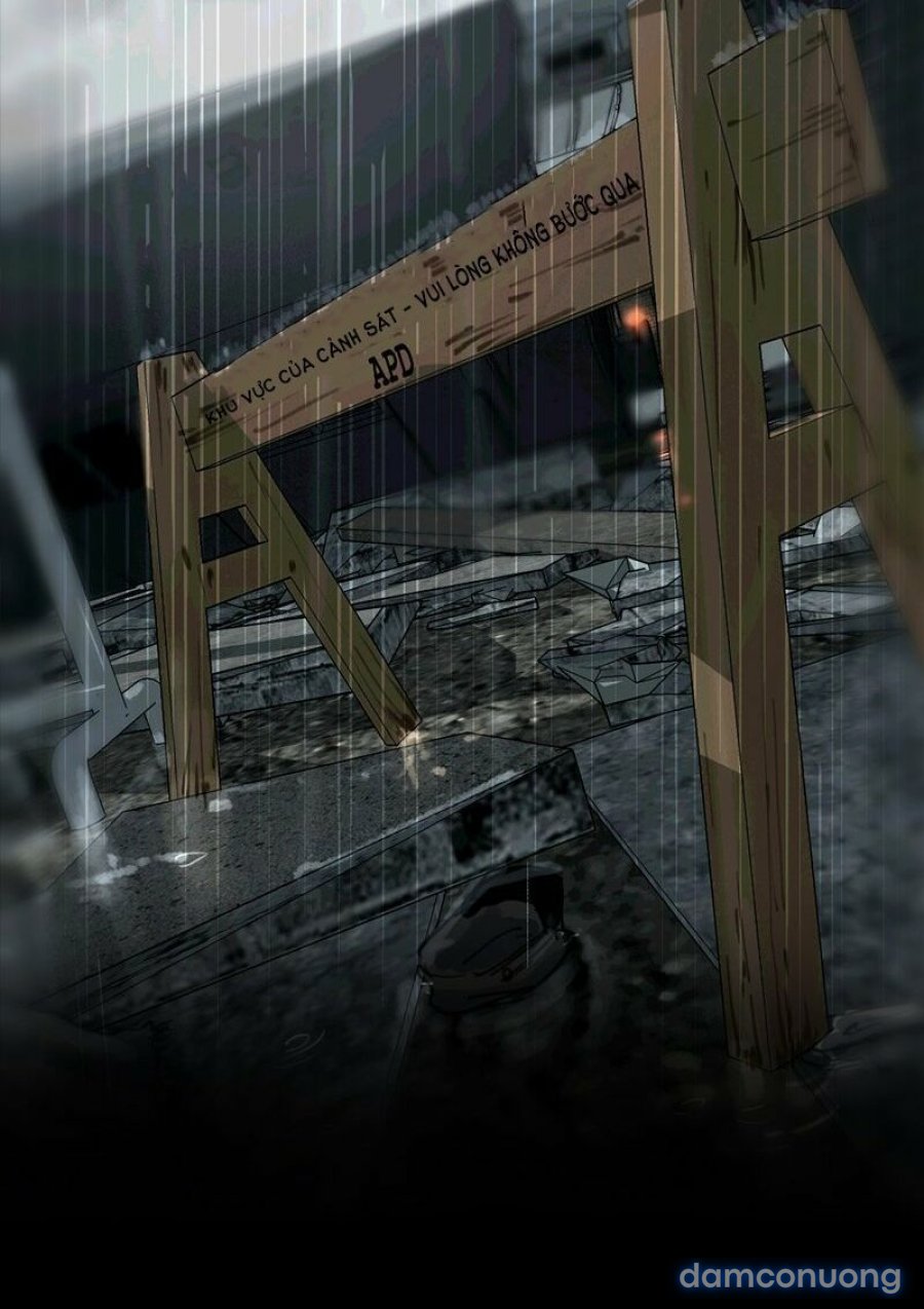 Purple Hyacinth 
