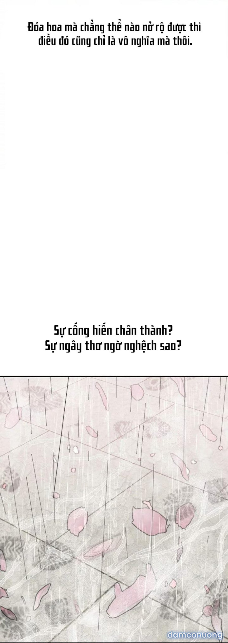Quý Cô Của Tôi 