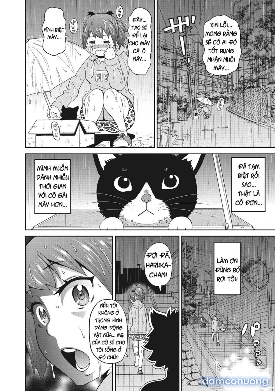 Itoshiki Acmate 
