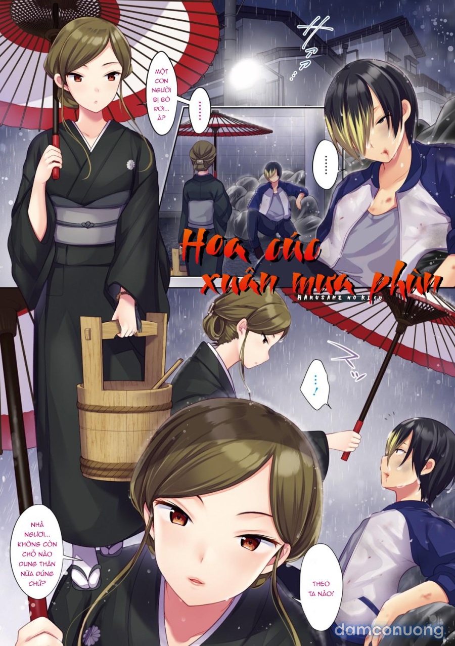 Hoa cúc xuân mưa phùn 