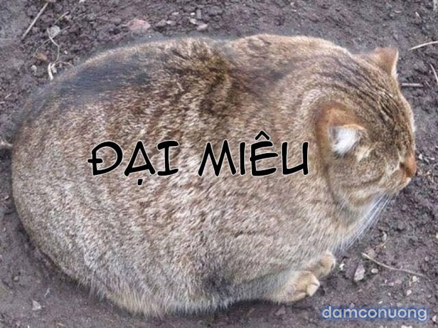 Mối quan hệ bình thường của chị em tôi 