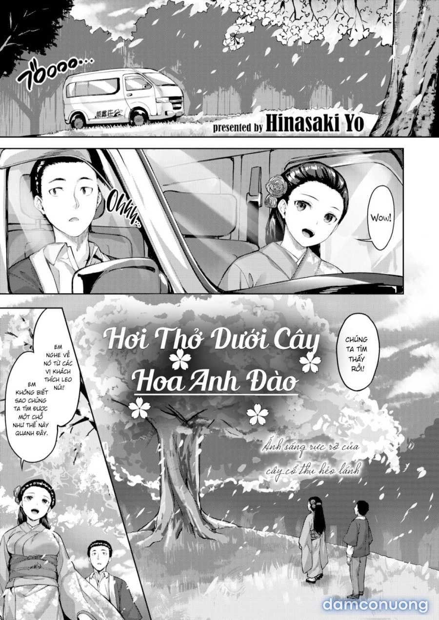 Hơi thở tươi mát dưới cây anh đào 