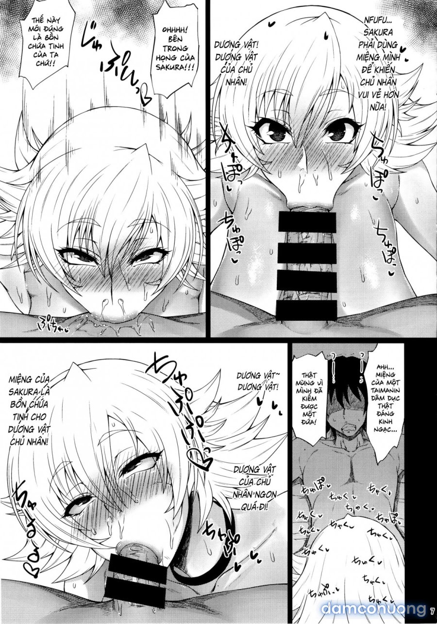 Buta Yome Sakura-Chan 