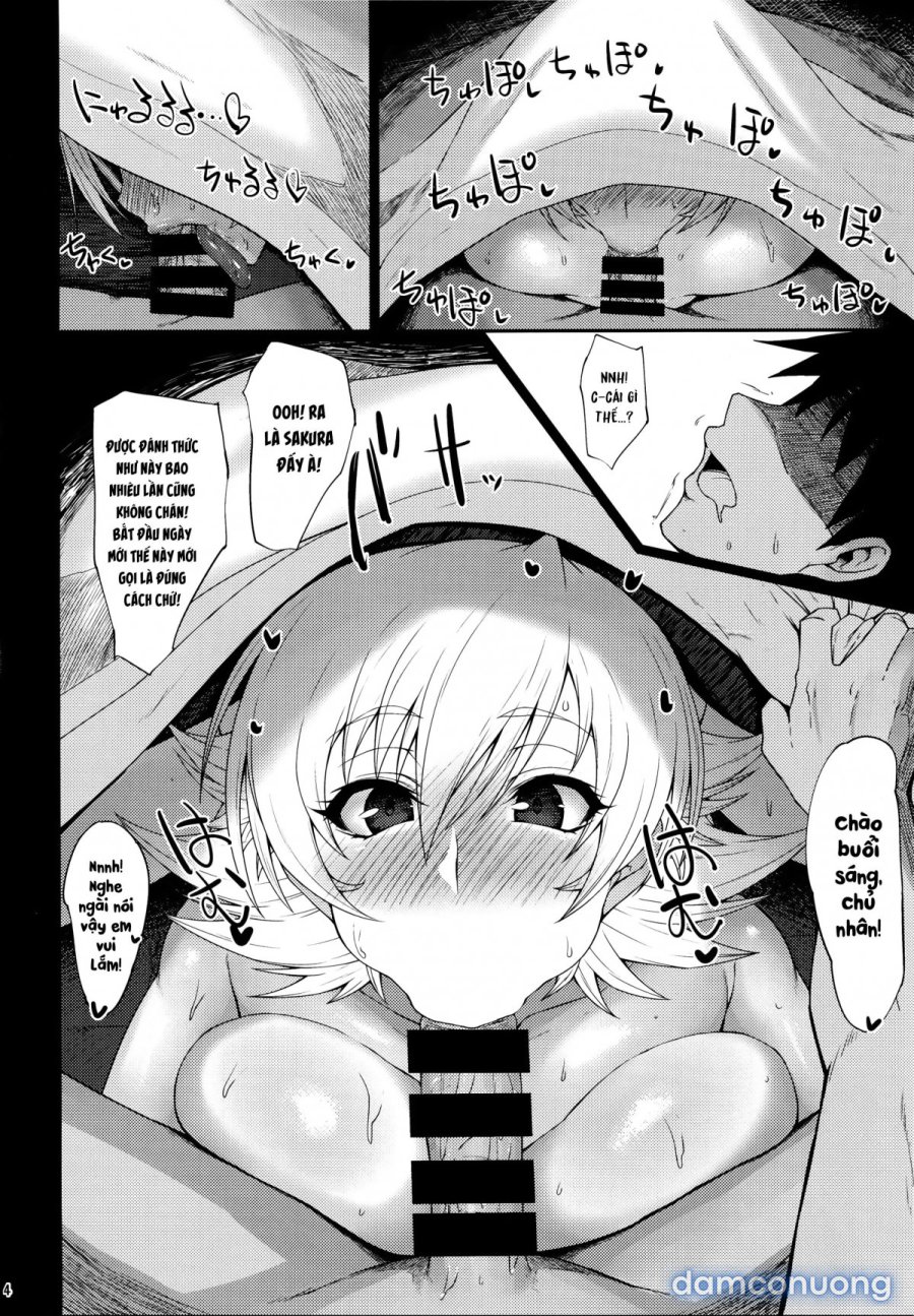 Buta Yome Sakura-Chan 