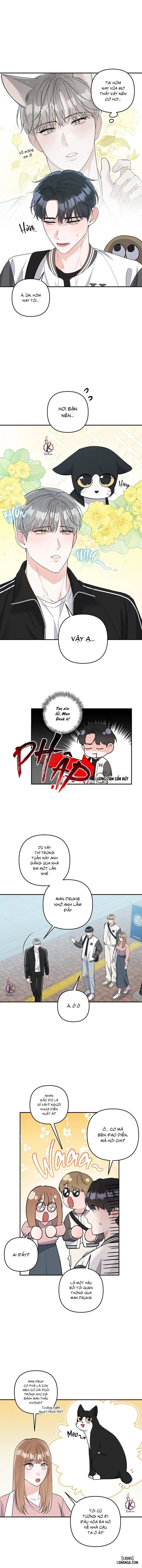 Không phải con mèo đó, con mèo này cơ! 
