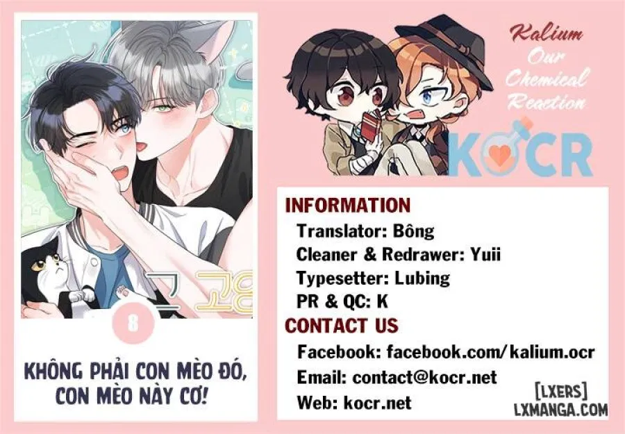 Không phải con mèo đó, con mèo này cơ! 